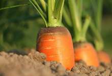 Хитрость при посеве моркови