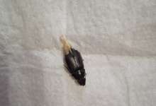 Из уха карталинца вытащили 1.5 сантиметрового жука